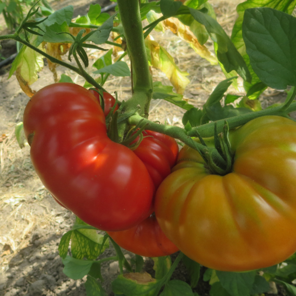 Rot/Orange Tomatensorte mit Geschmack