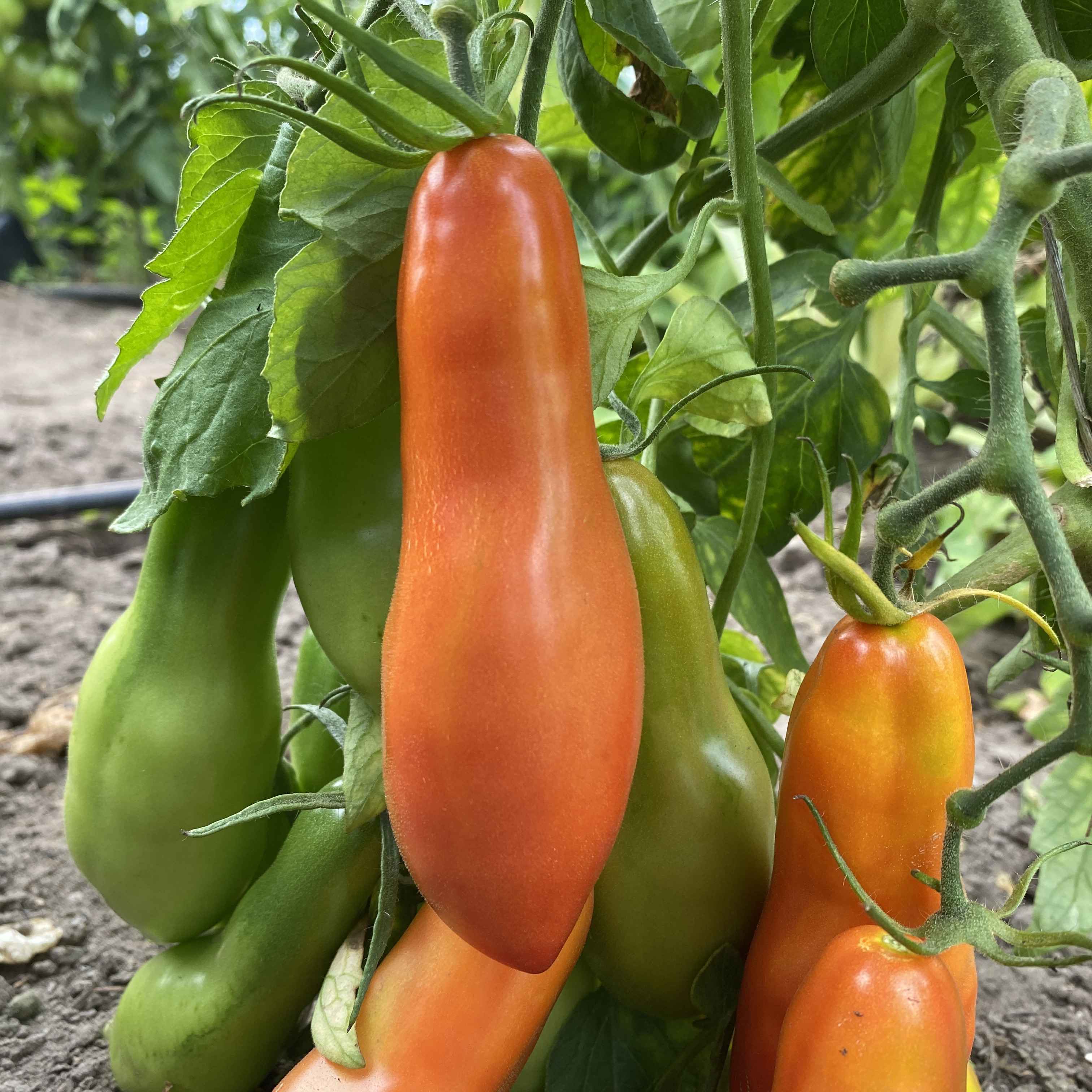Tomatensaatgut Royal Finger
