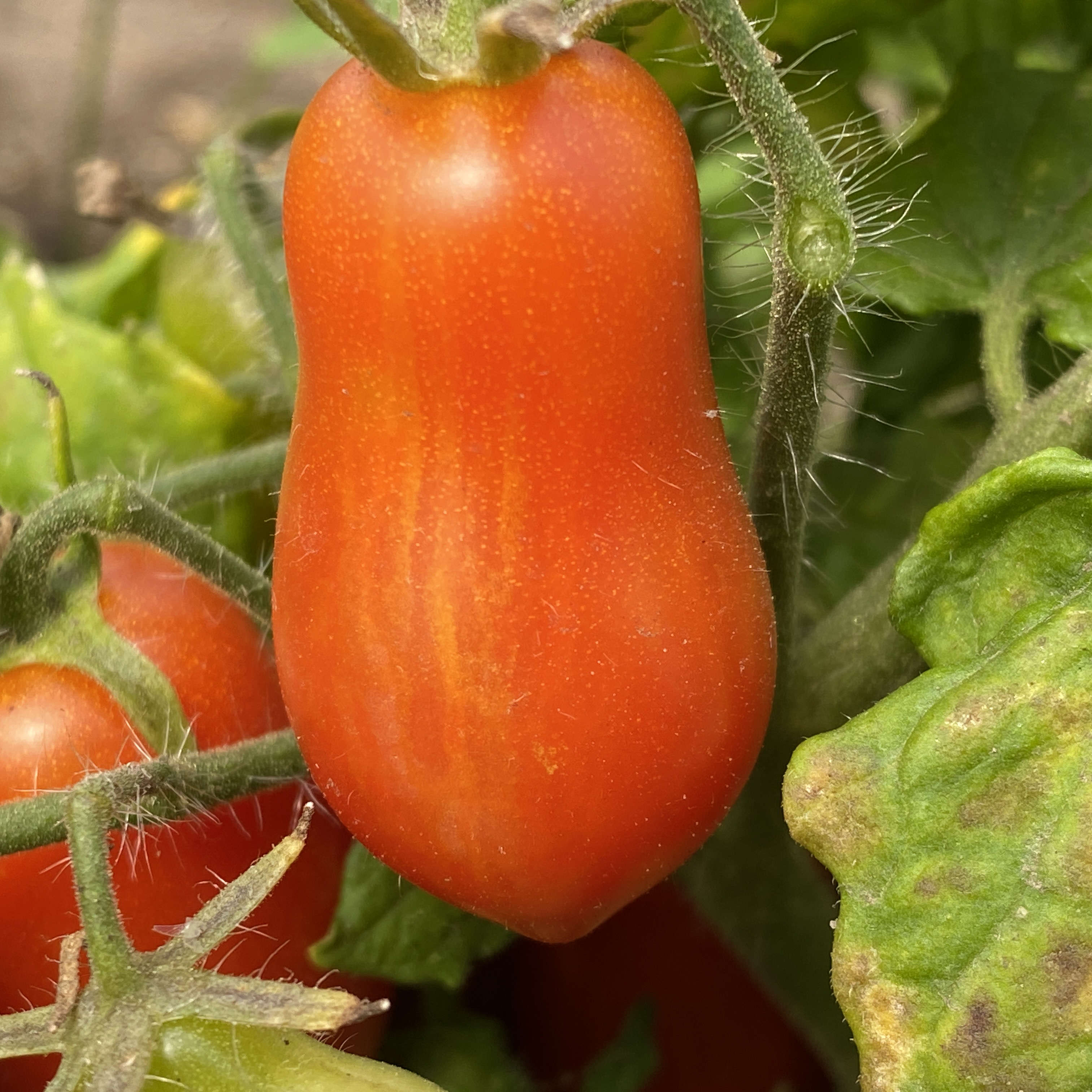 Tomatensaatgut Hardin's Miniature