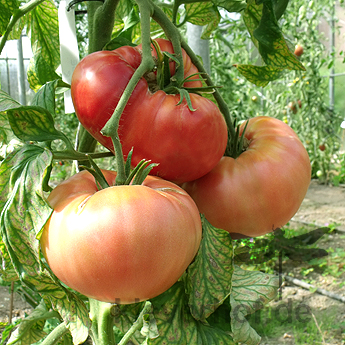 Rot und Pinke Paradeiser