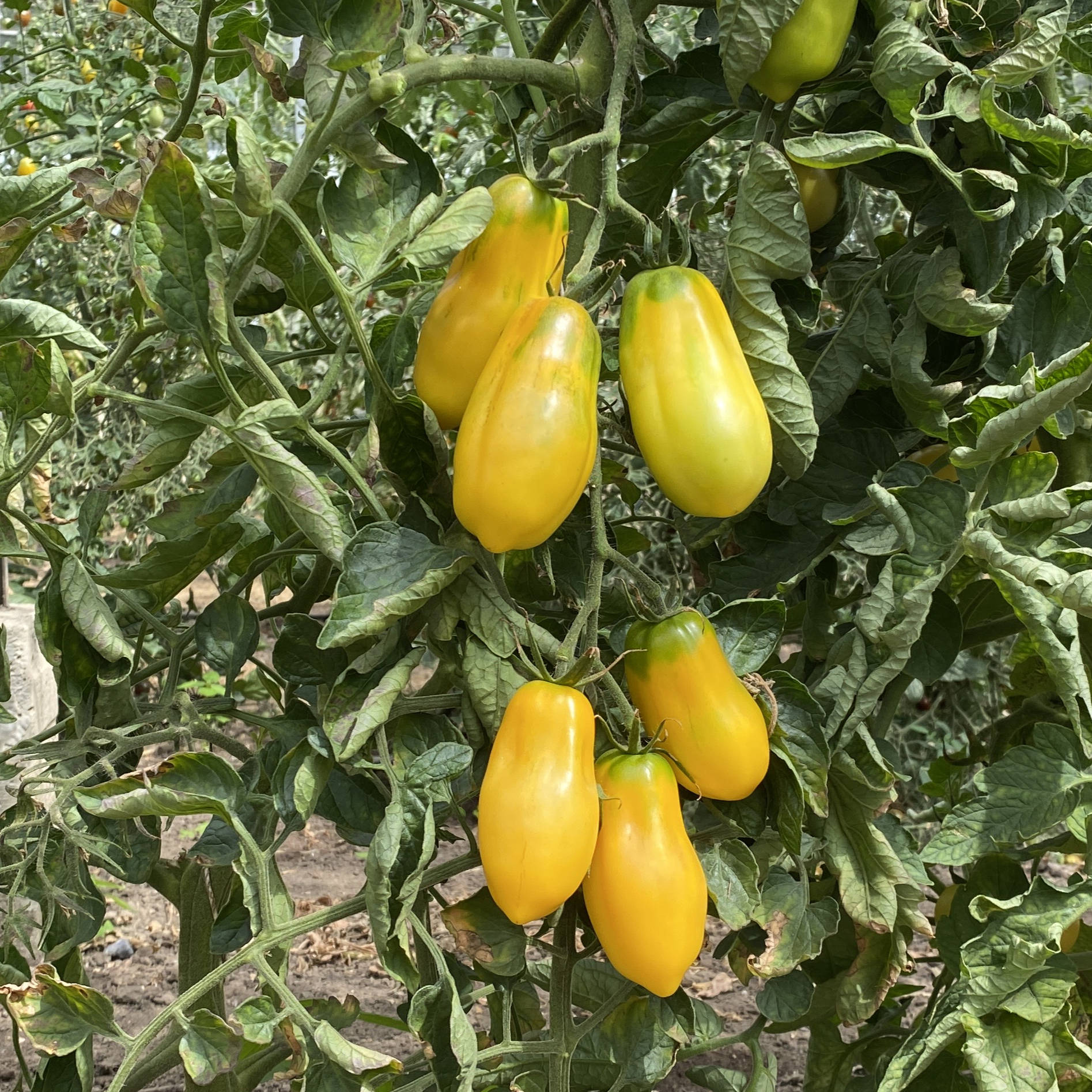 Tomatensaatgut Yellow Bell