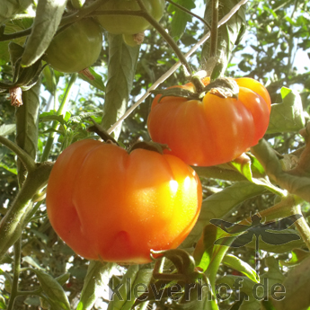 Orange und Gelbe Paradeiser