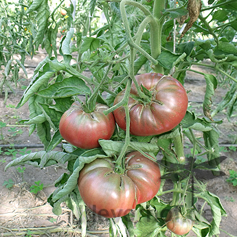 Große Braune TOmatenvielfalt