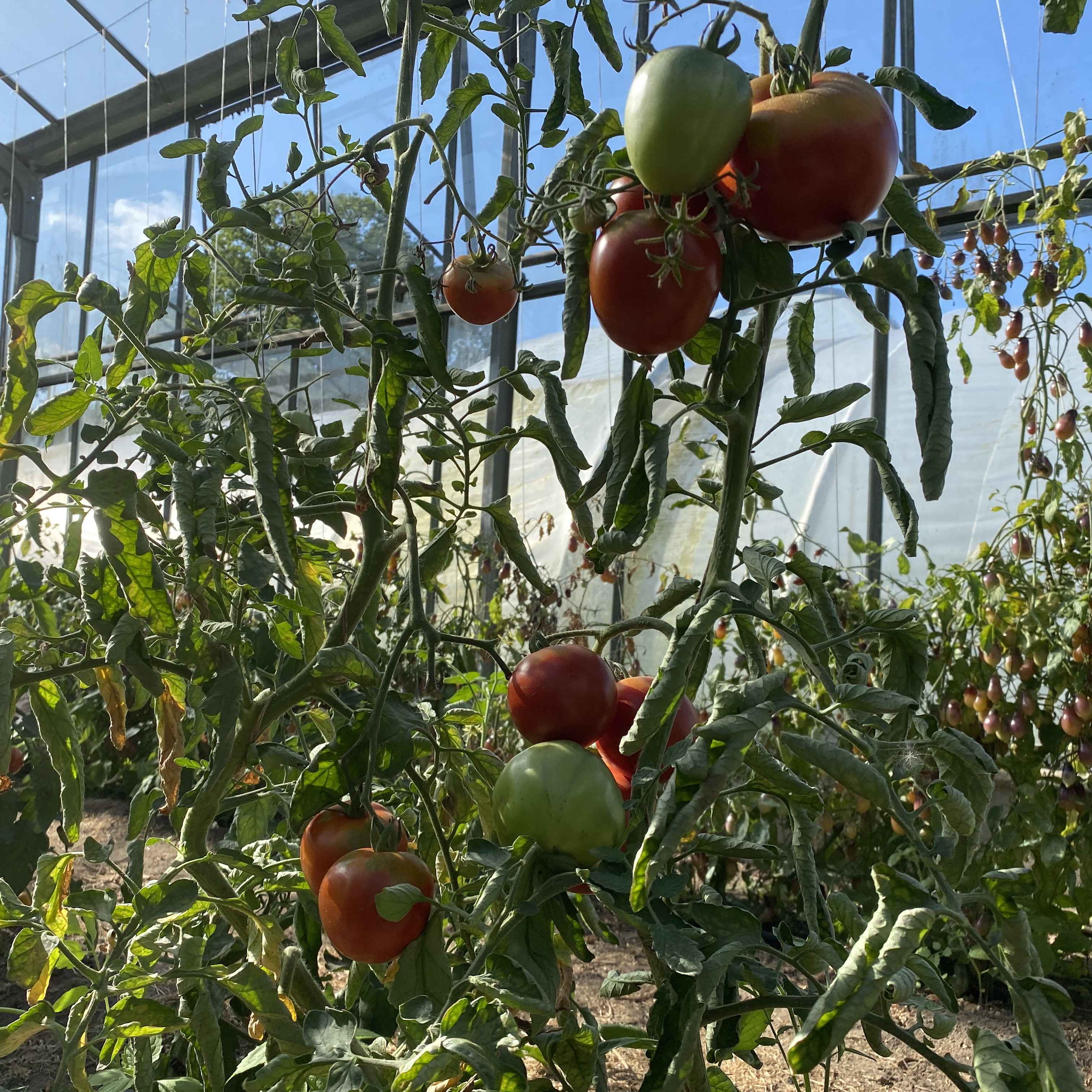 Tomatensaatgut Lithuanian