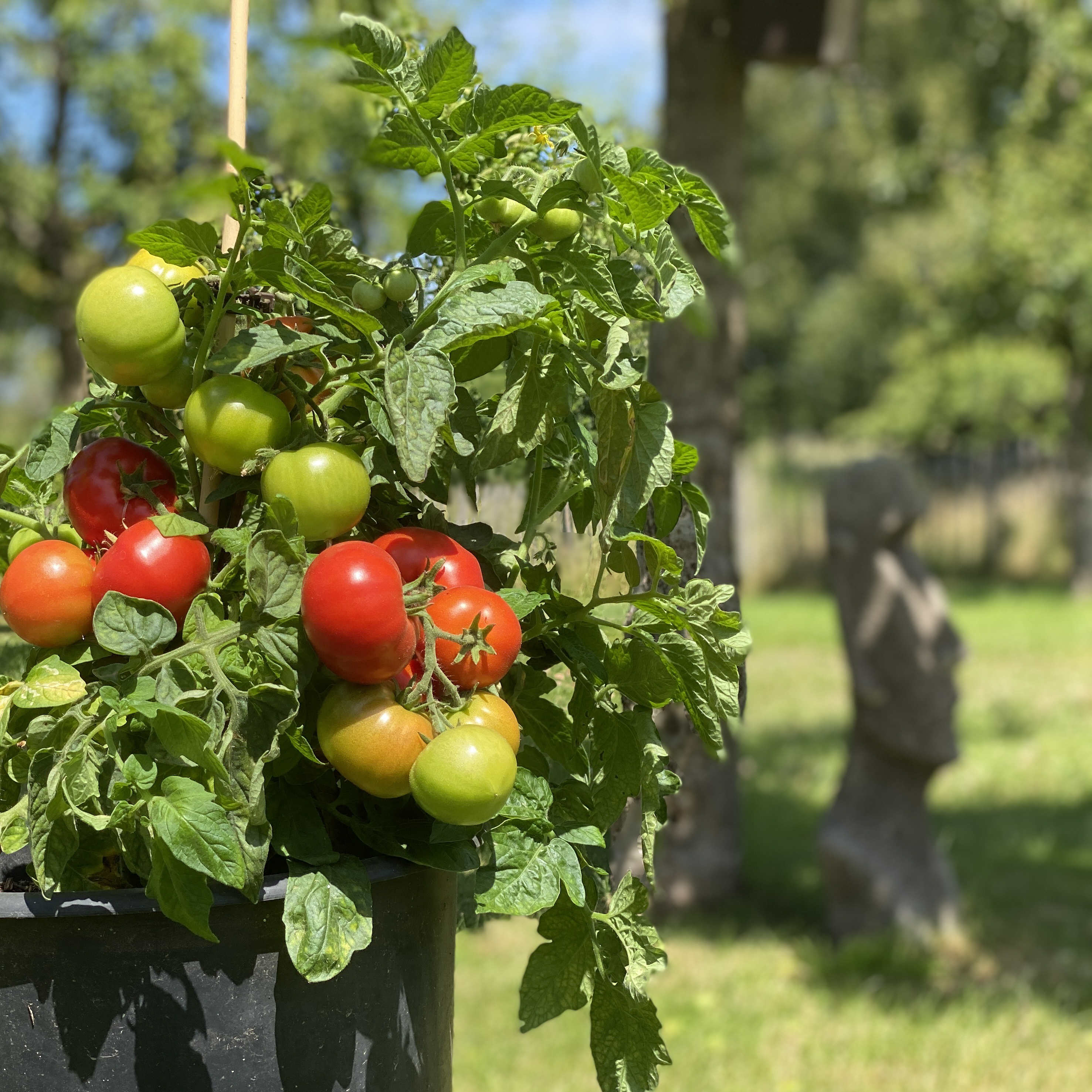 Tomatensaatgut Kremser Perle