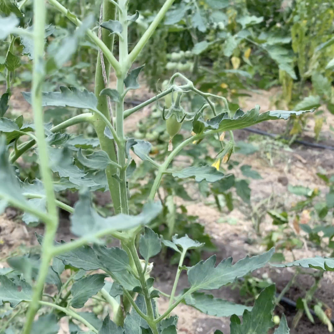 Tomatensaatgut Märchenzauber