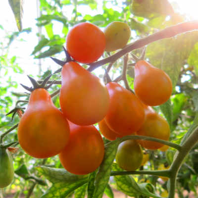 Orange Bio Tomatensorte  in Birnenform