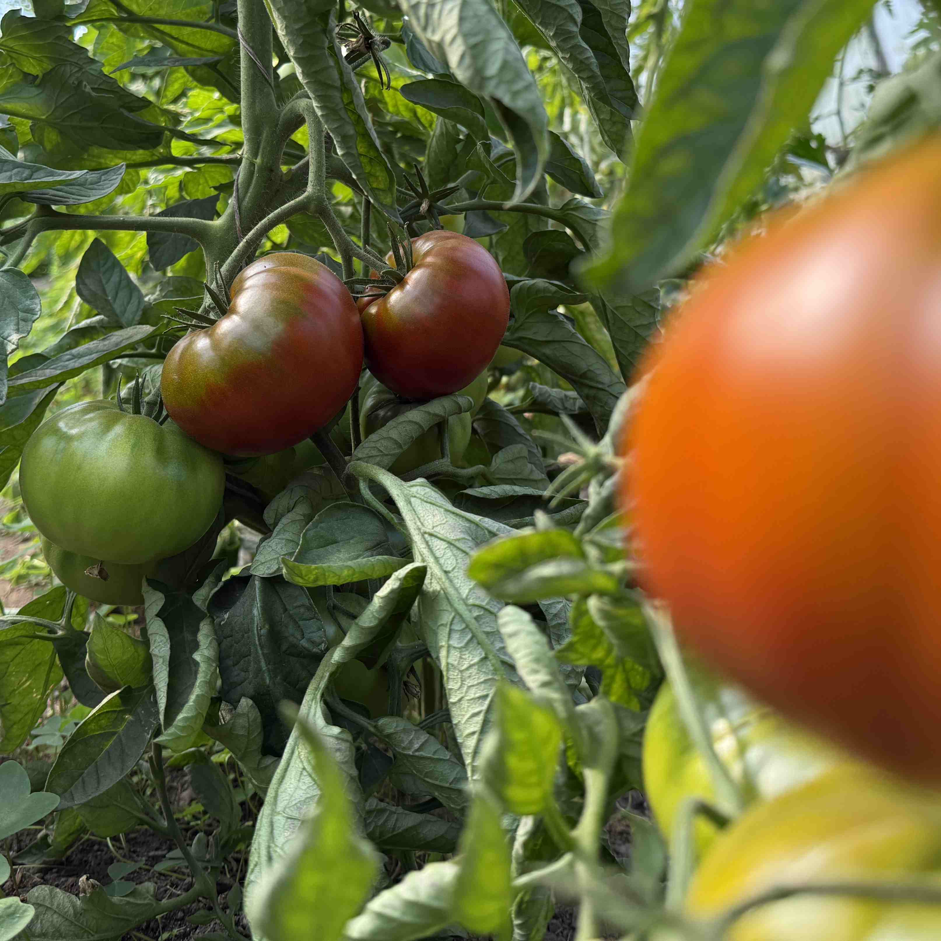 Tomatensaatgut Cherokee Chocolat