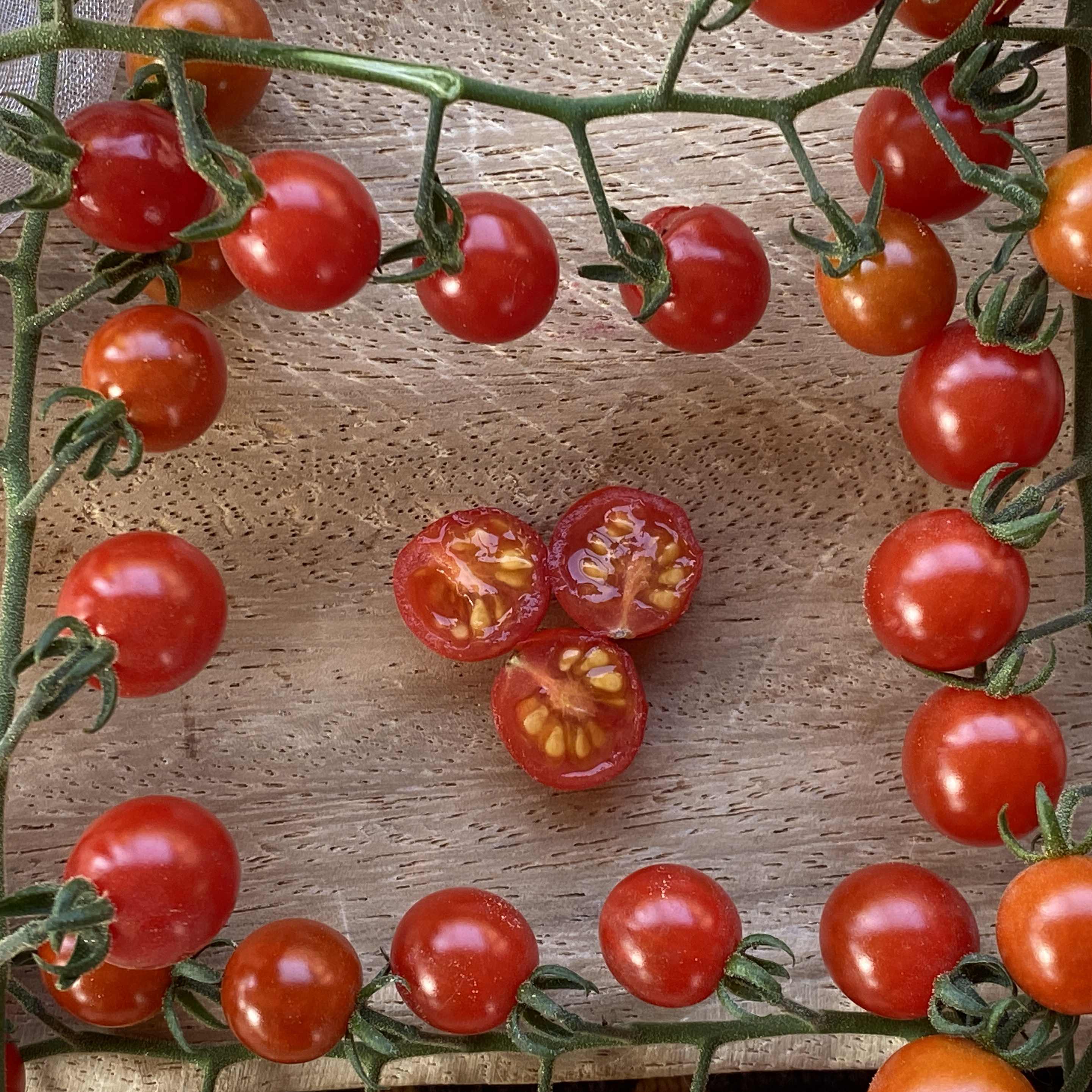 Tomatensaatgut World's Smallest