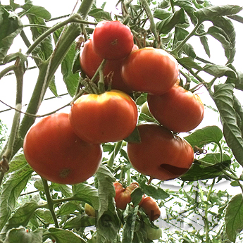 Braune Tomatenvielfalt