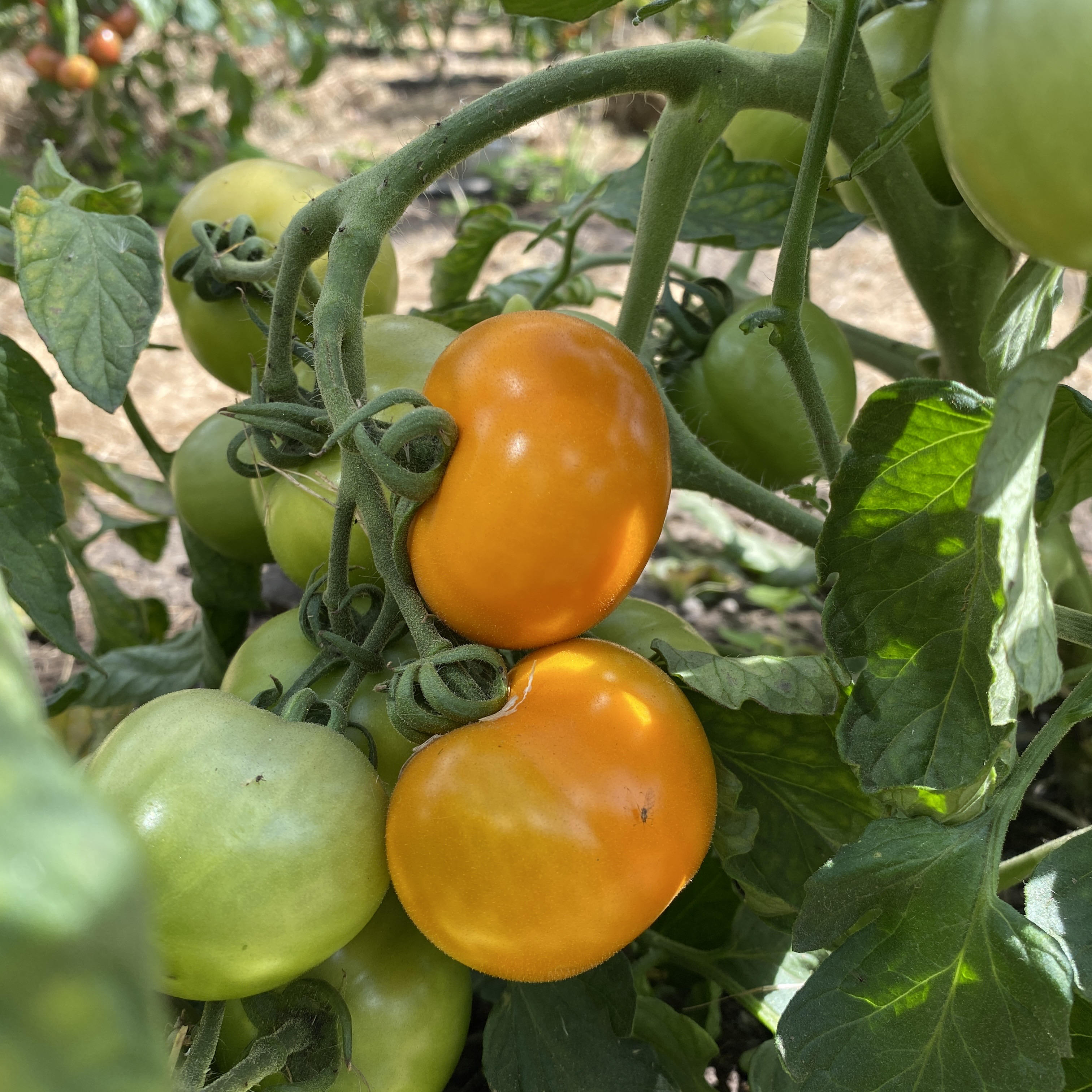 Tomatensaatgut Gold Dust