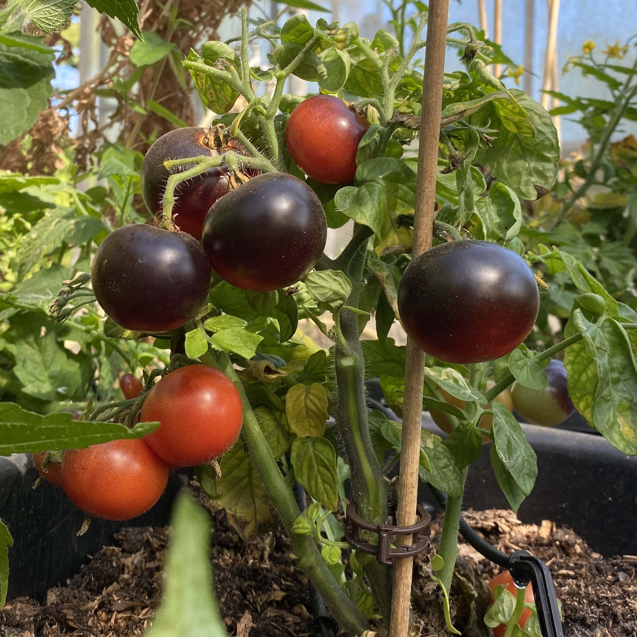 Tomatensaatgut Tartufo