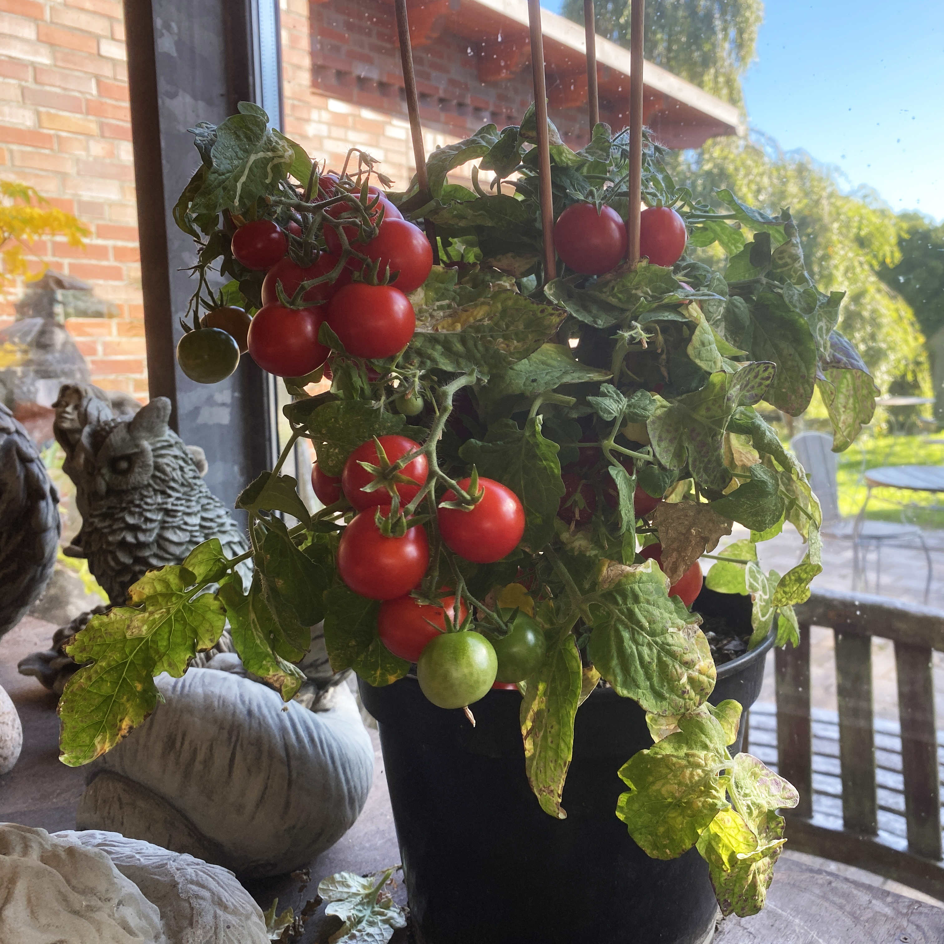 Tomatensaatgut Pummelfee