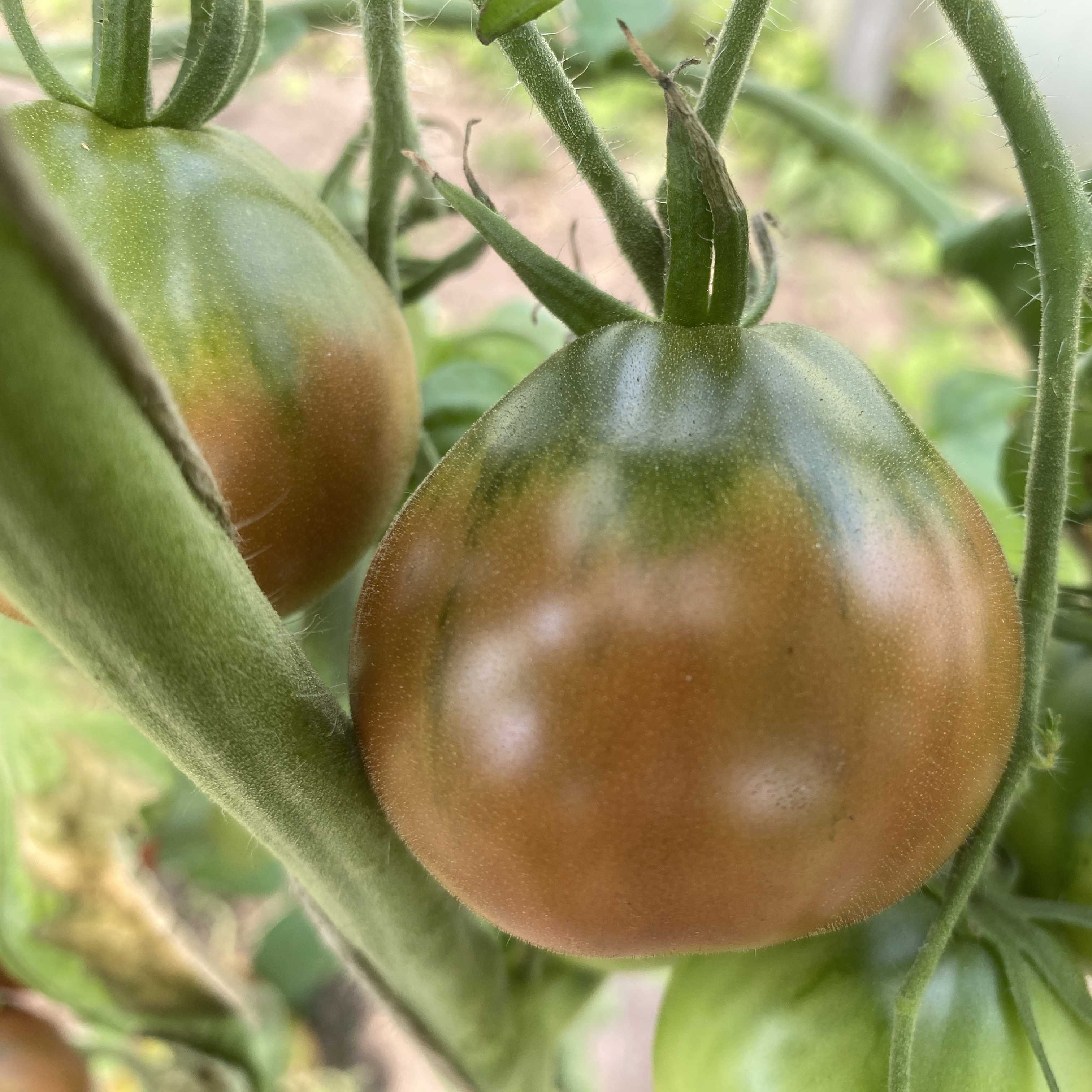 Tomatensaatgut Velvet Delight