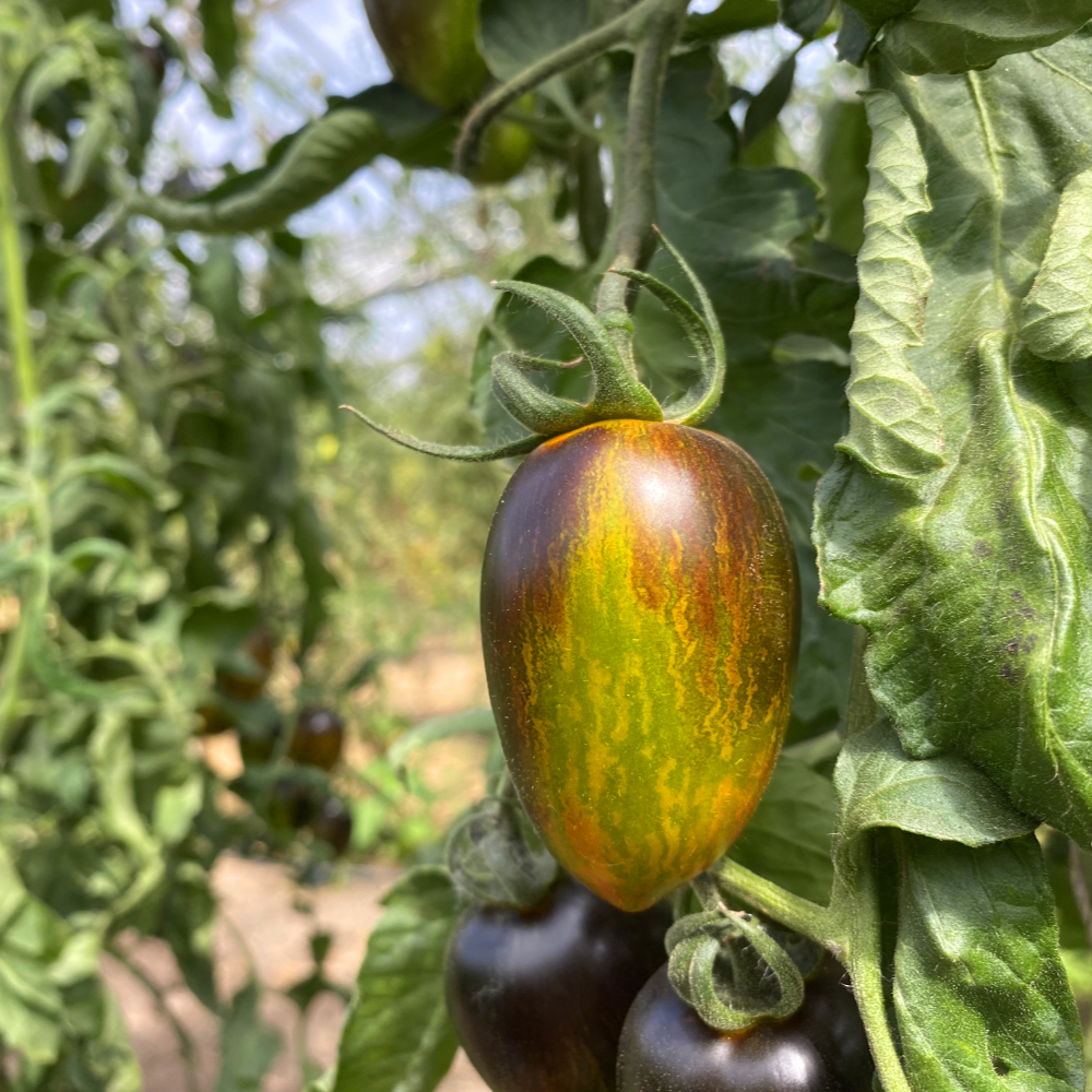 Blaue Tomatenrarität mit Grünen streifen