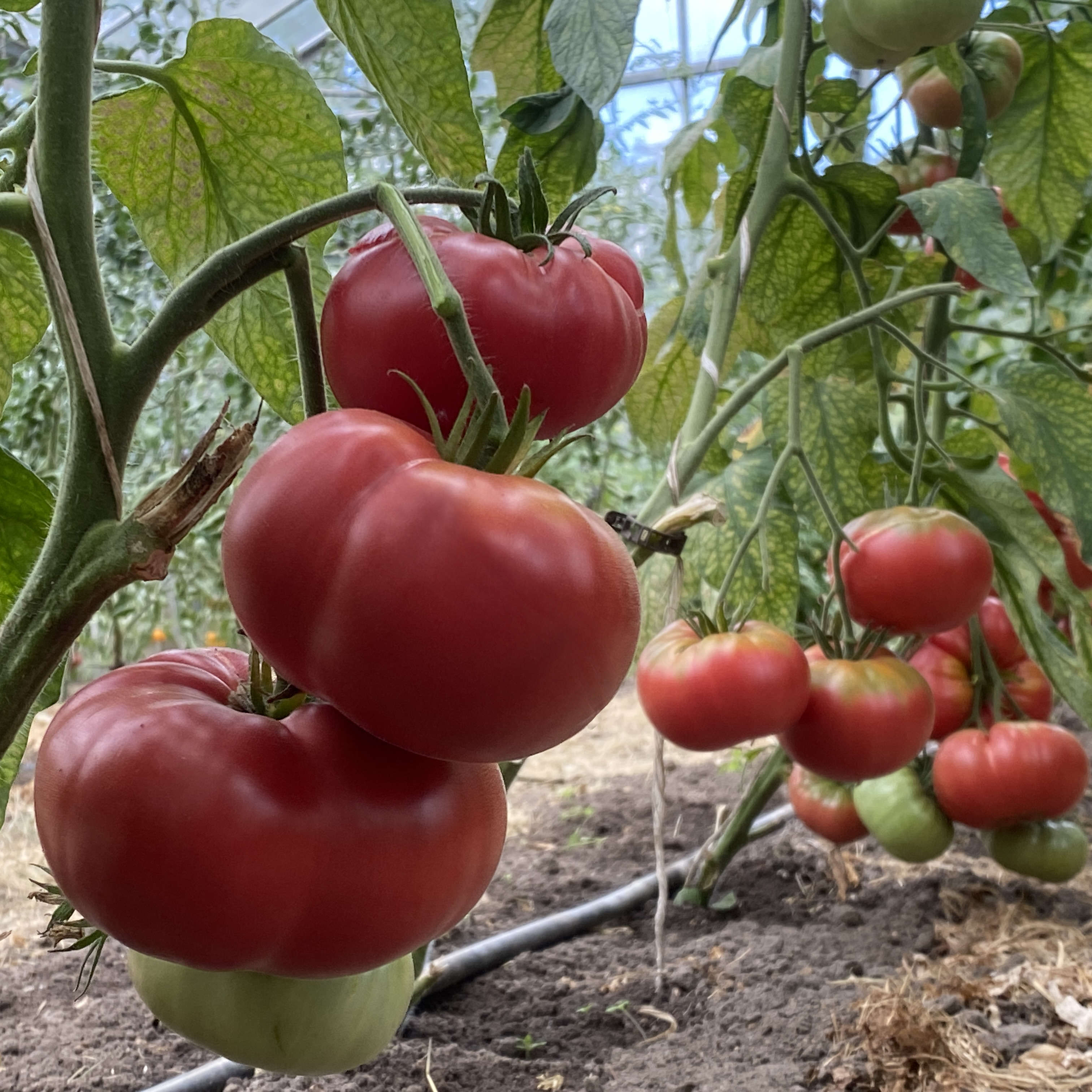 Tomatensaatgut Rebel Yell
