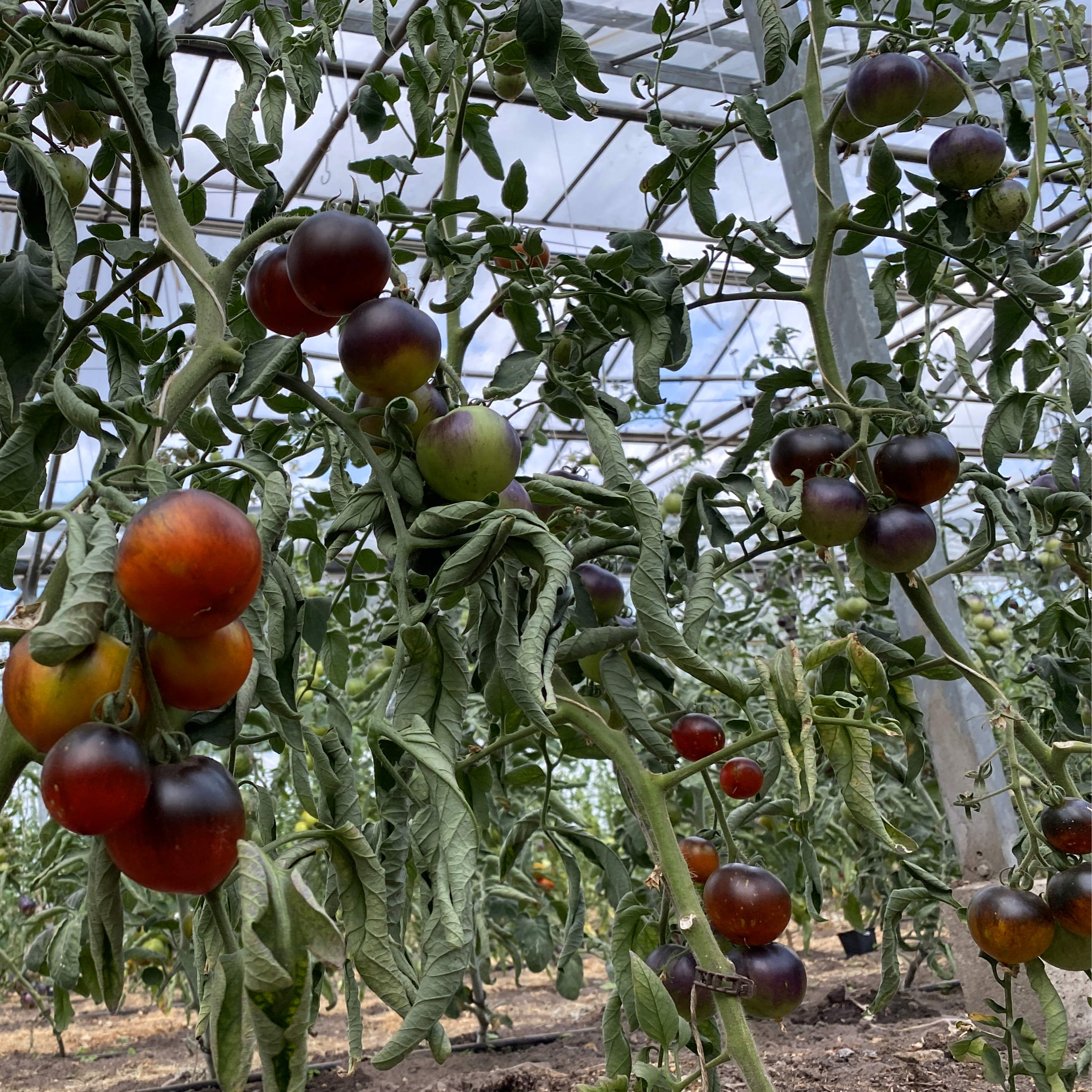 Tomatensaatgut Cosmos