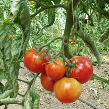 Rote Tomatensorte mit Geschmack