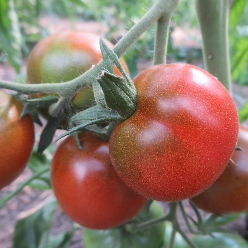 Schöne Rot/Braune Tomatenvielfalt