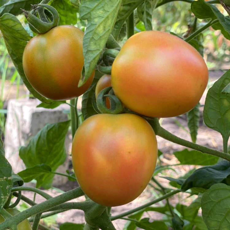 Gelbe Tomate an einer Rispe