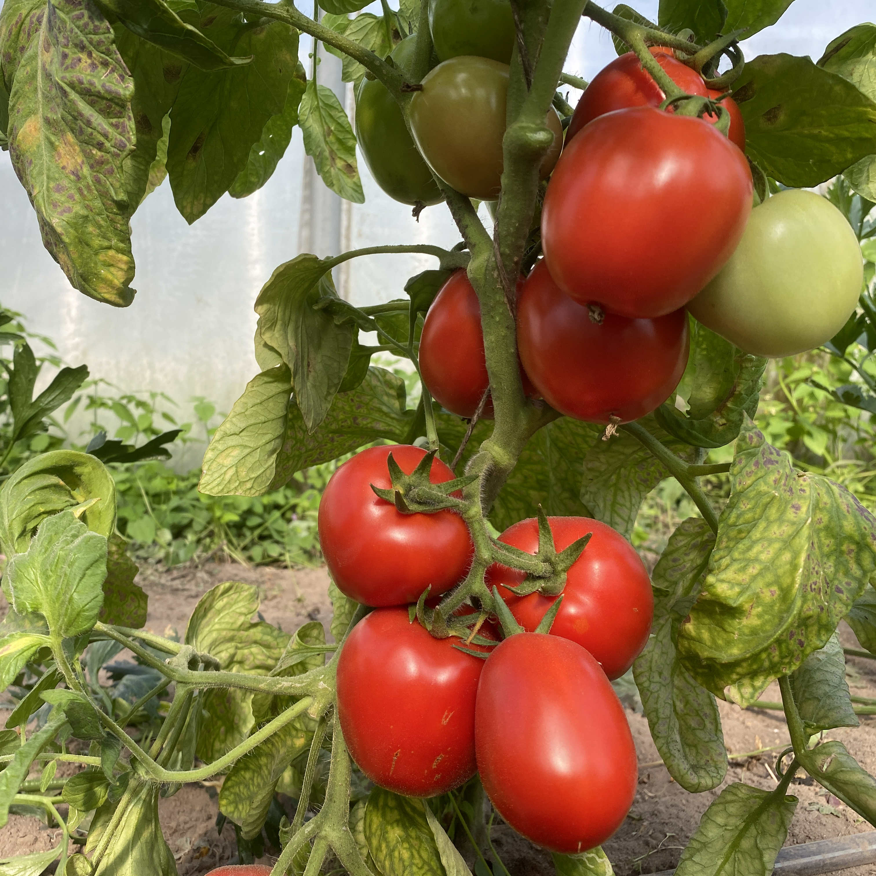 Tomatensaatgut Health Kick