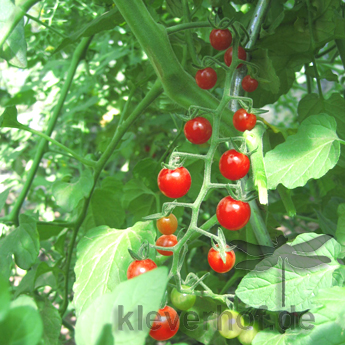 Rote Cherry Tomatenpflanze