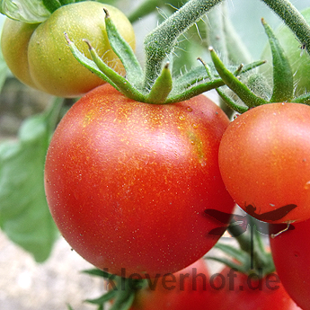 Rote Tomatenfrucht mit Geschmack
