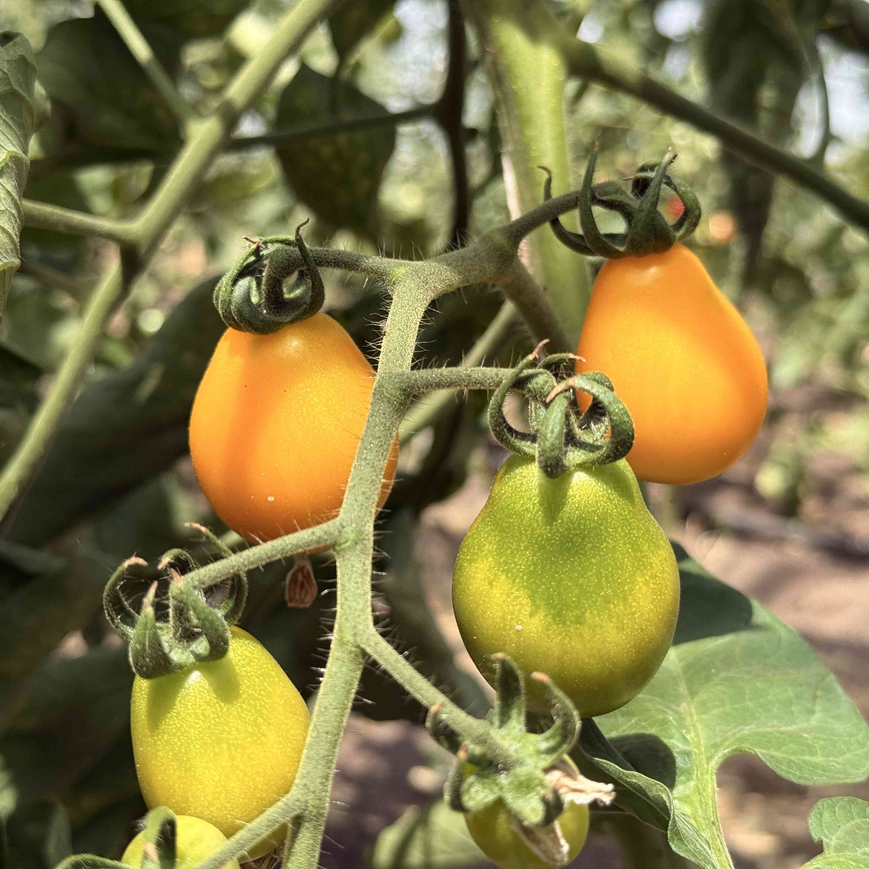 Tomatensaatgut Gelbe Birne