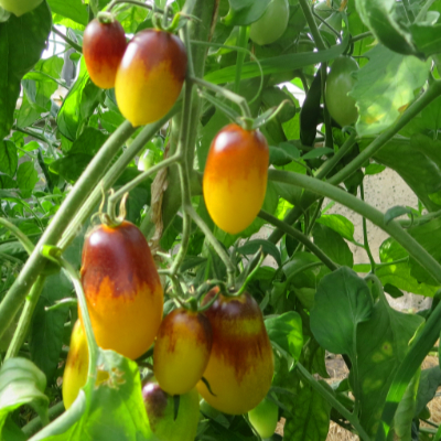 Gelb/Rote Tomatenrarität