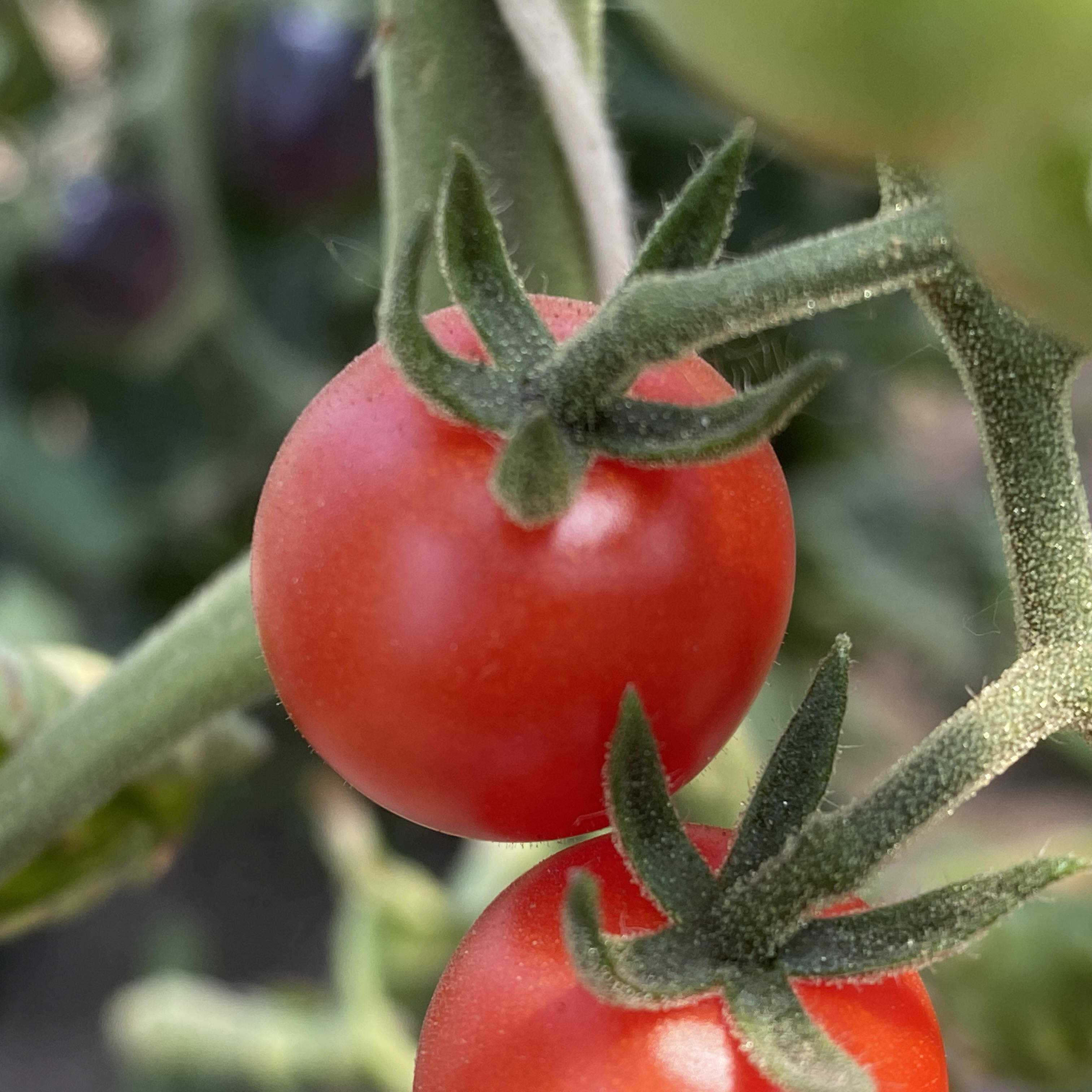 Tomatensaatgut World's Smallest