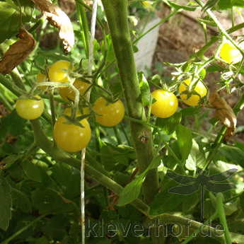 Gelbe Cherry Tomatensorte