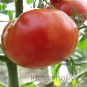 Rote Demeter Geschmackvolle Tomatenfrucht