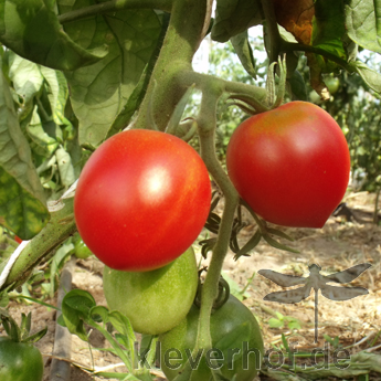 Rote Tomatensorte mit Geschmack