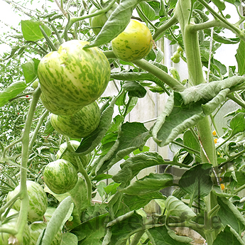 Grün gestreifte Tomatenrarität