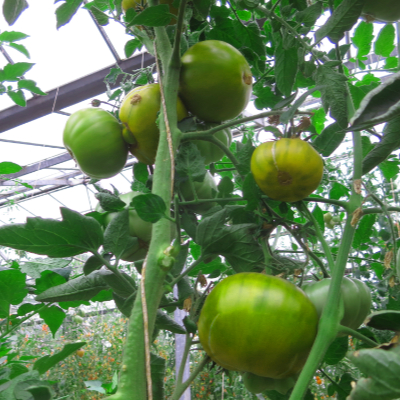 Grün gestreifte Tomatensorte mit schönem Geschmack