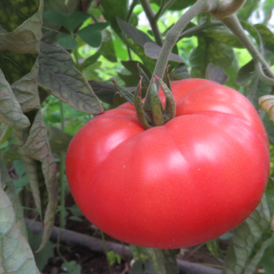 Tomatensaatgut Aussie