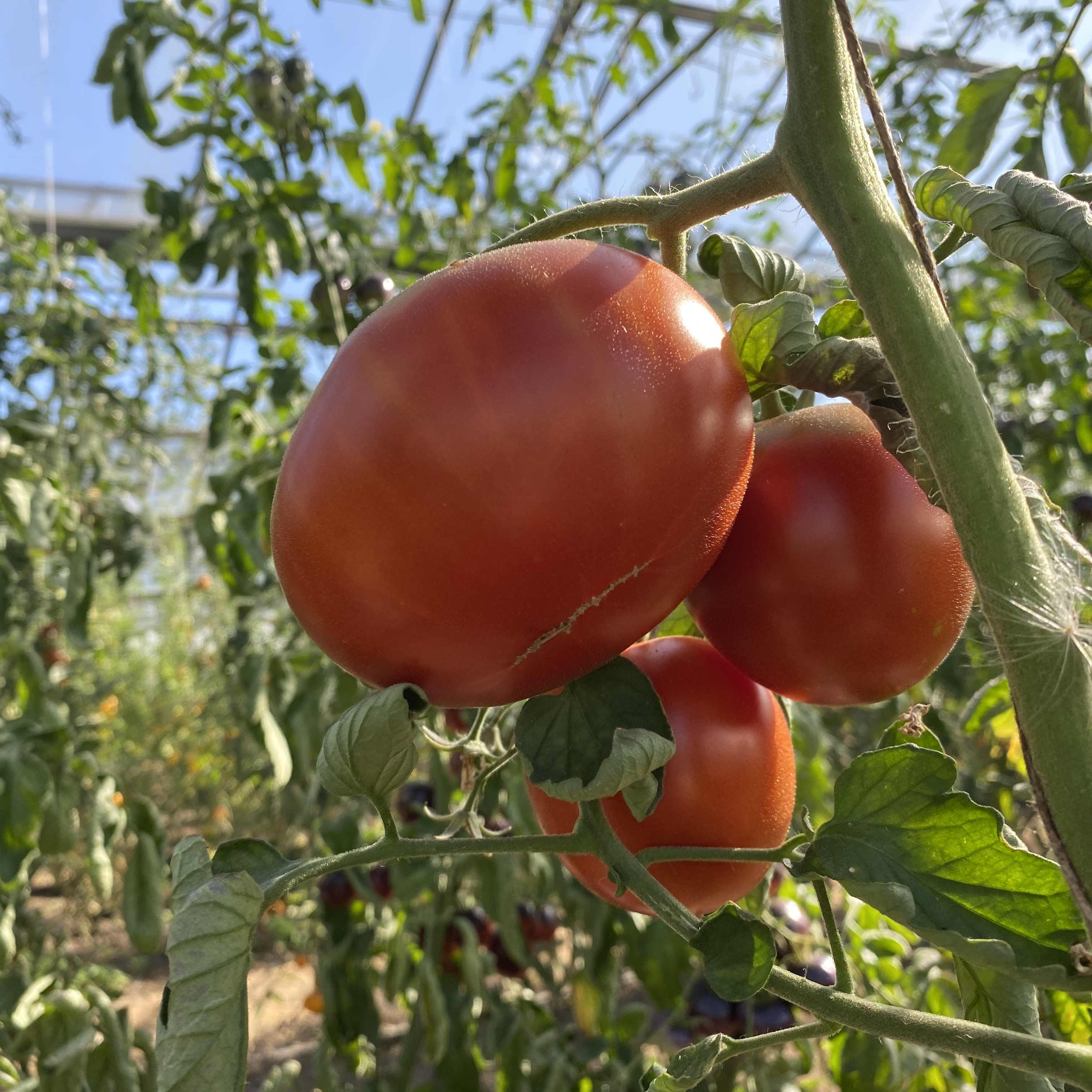 Tomatensaatgut Lithuanian