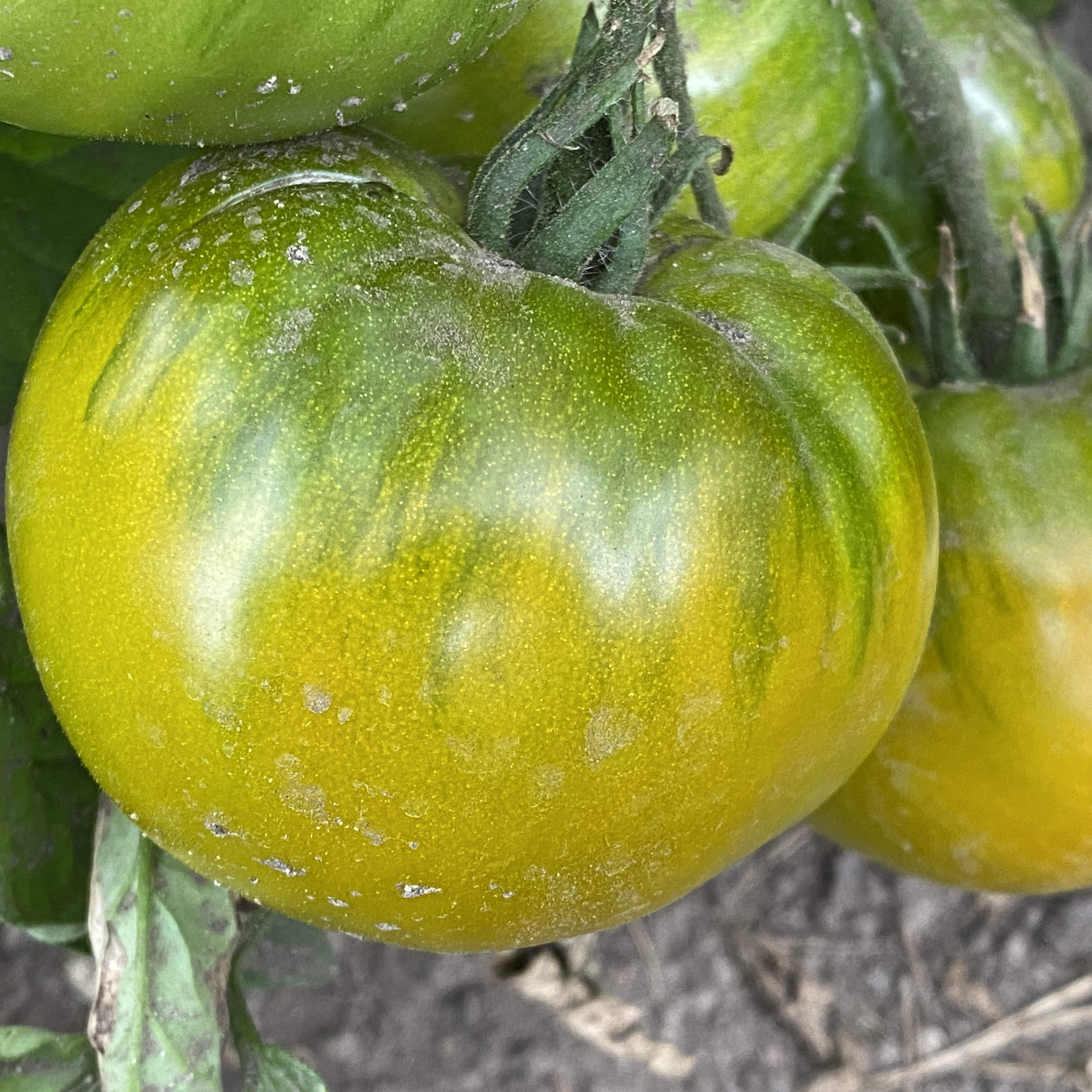 Tomatensaatgut Boloto