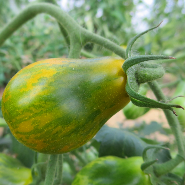 Wunderschöne gelbe Tomatenvielfalt mit grünen Streifen