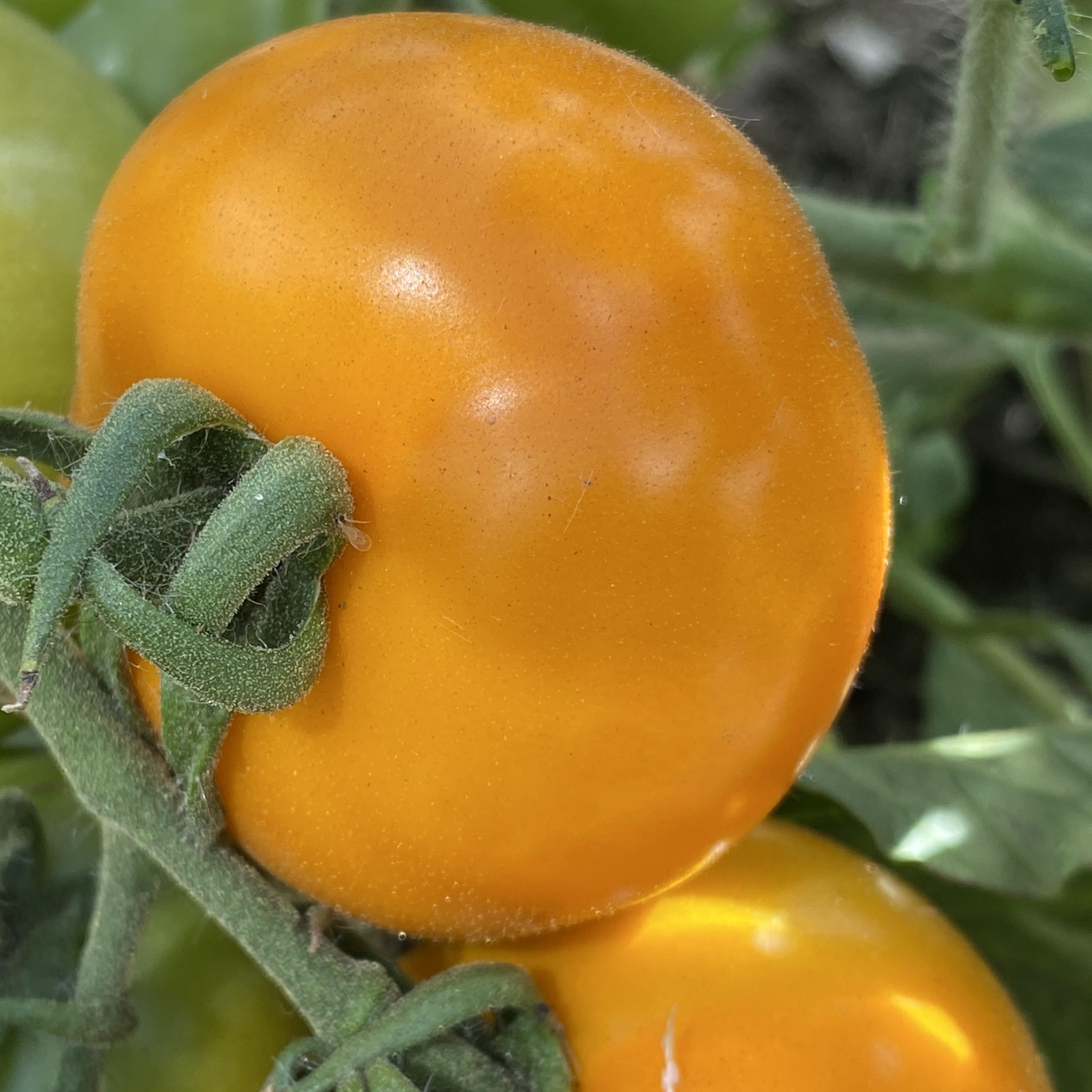 Tomatensaatgut Gold Dust