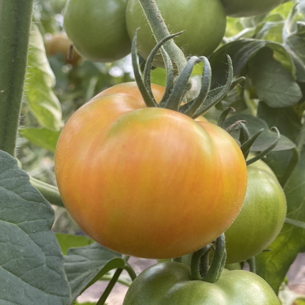 hellgelbe Tomate mit orangen Streifen