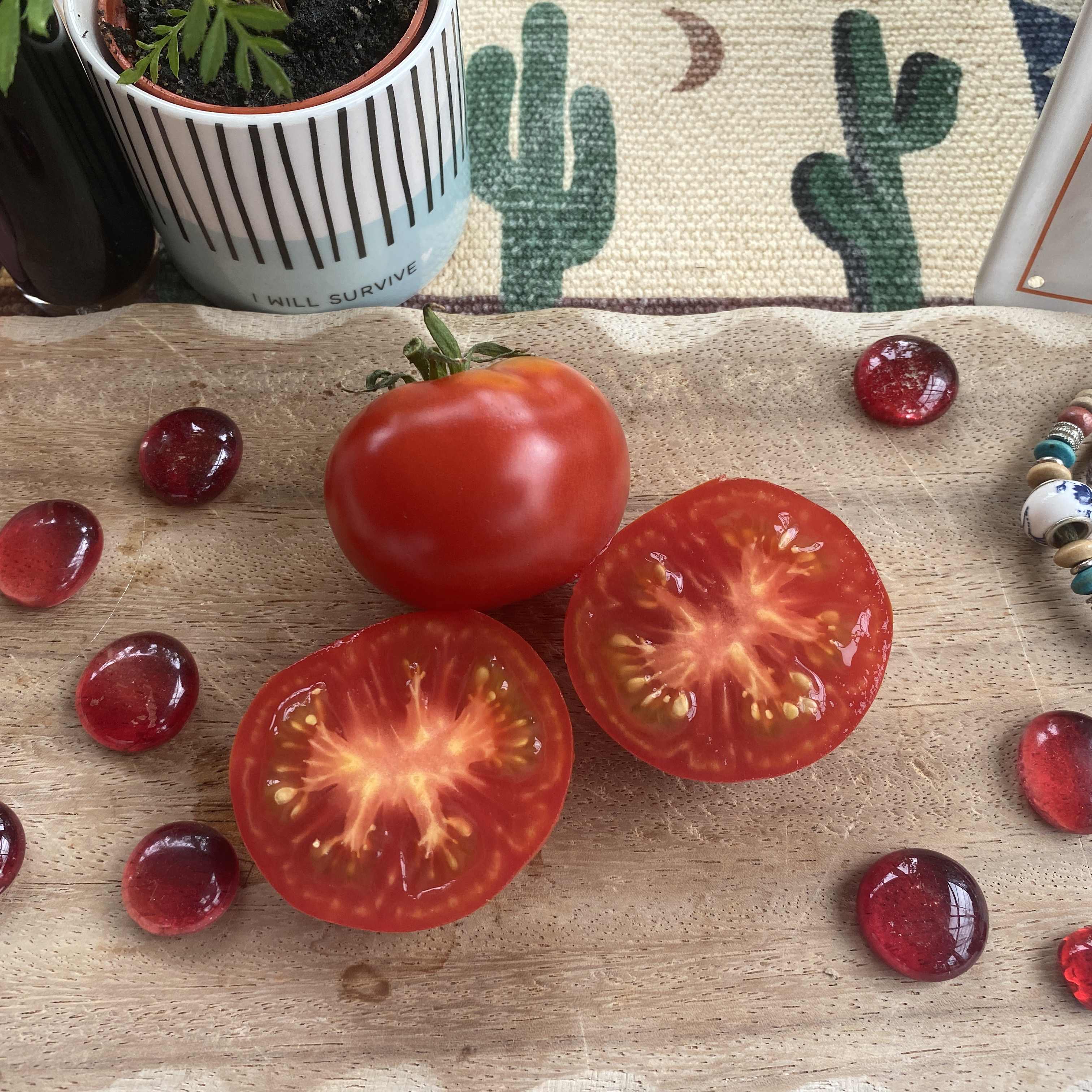 Tomatensaatgut Extra Early