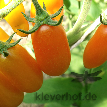 Oranger Tomatenstrauch