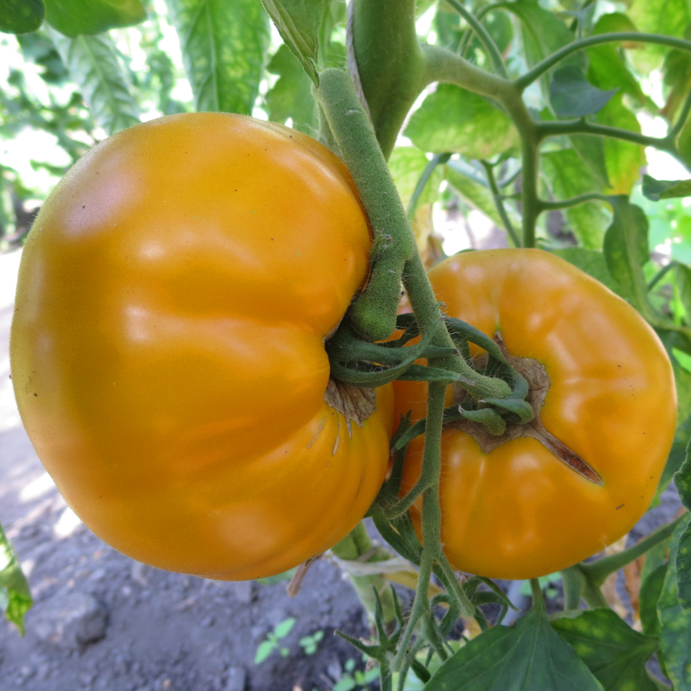 Orange Fleischtomate