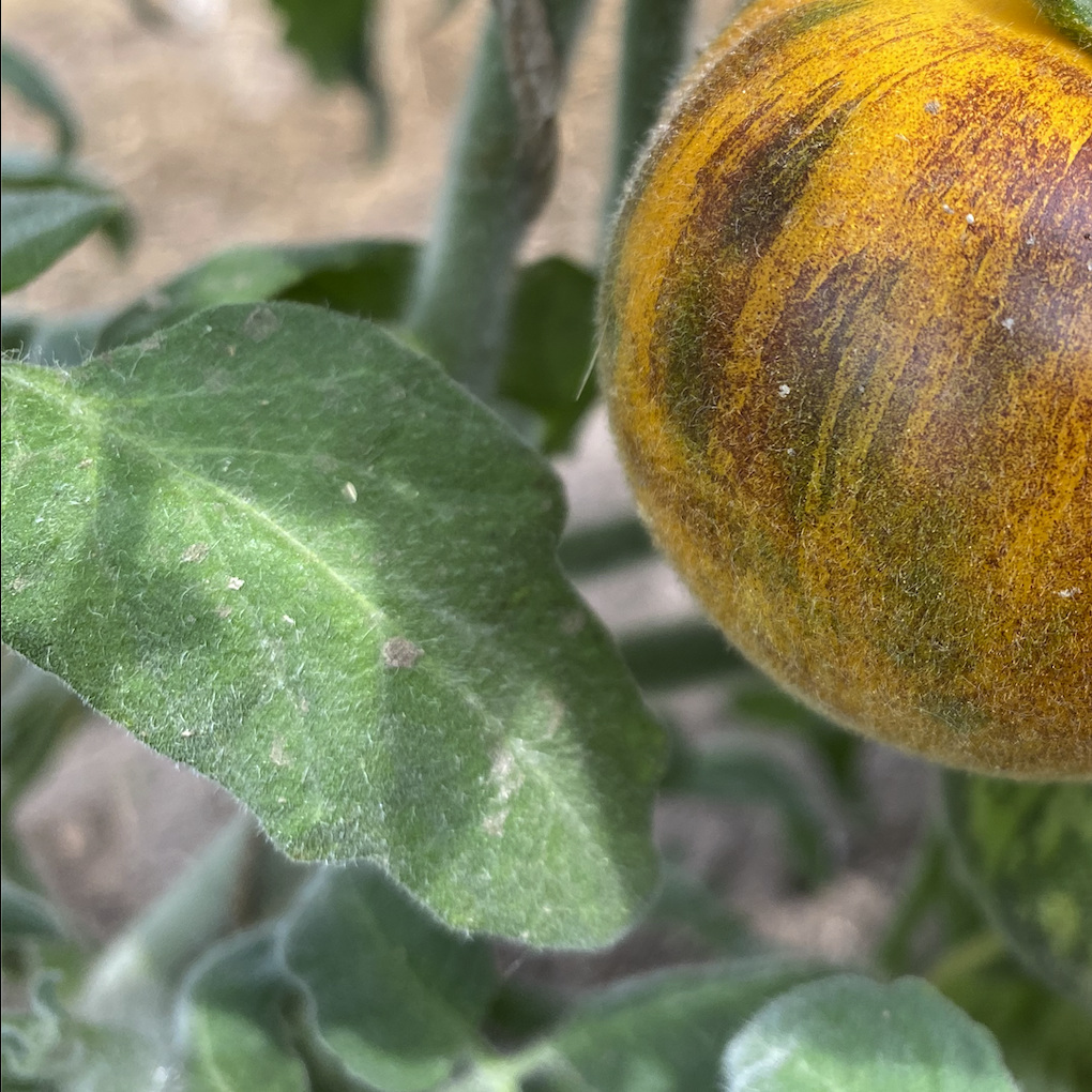 Tomatensaatgut Pansy AP