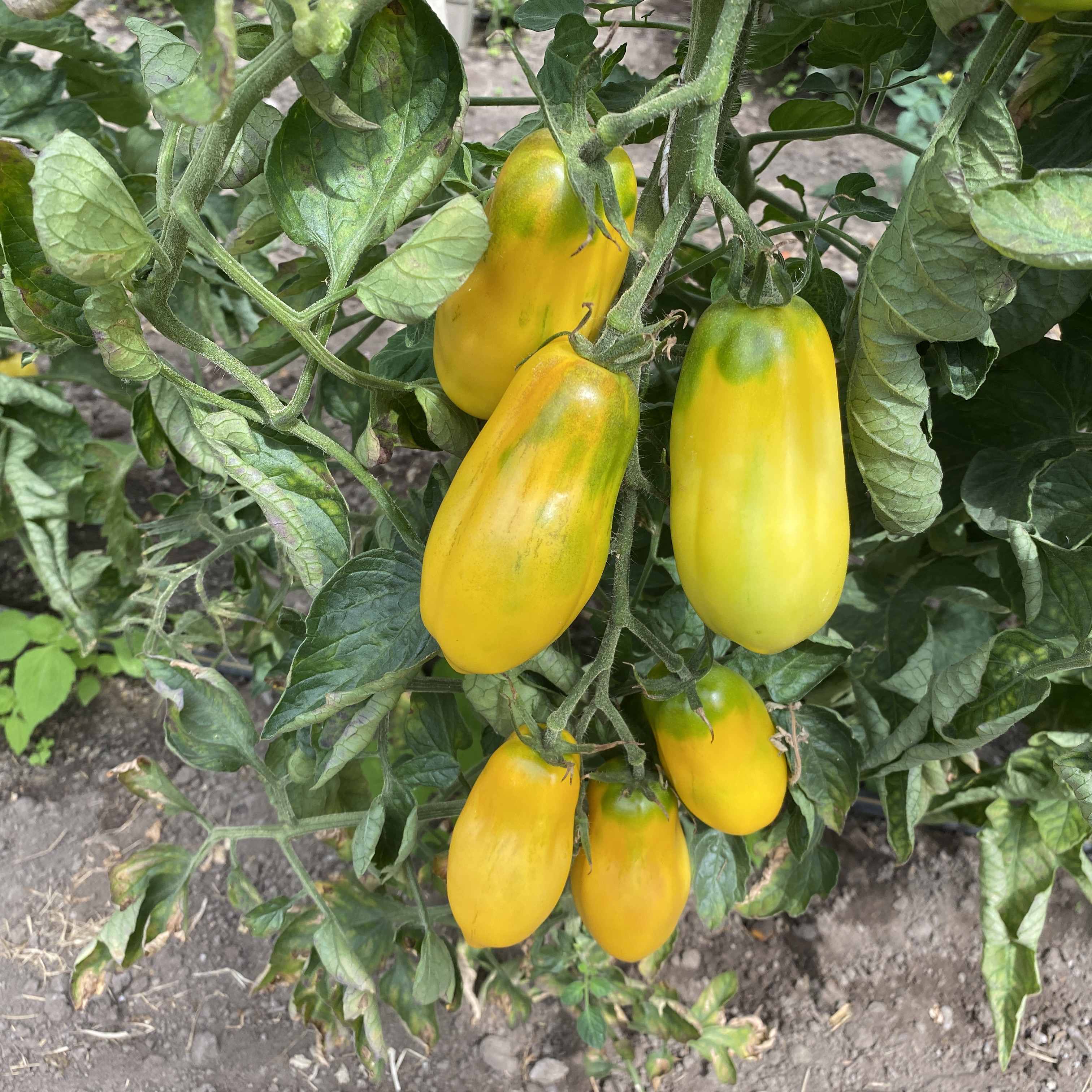 Tomatensaatgut Yellow Bell
