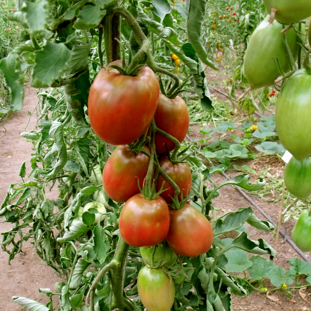 Pink/Rote Tomatenfrucht