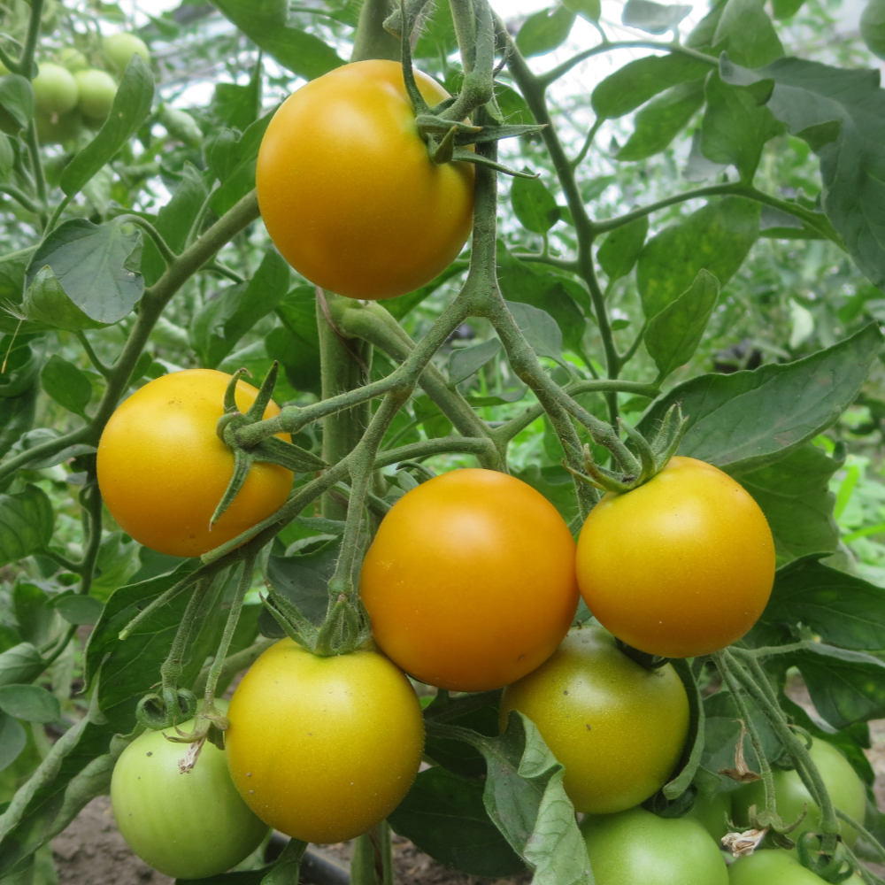 Prallgelbe Tomatenpflanze