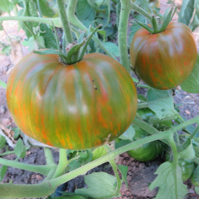 Grün,Rot und Gelb gestreifte Tomatenfrucht