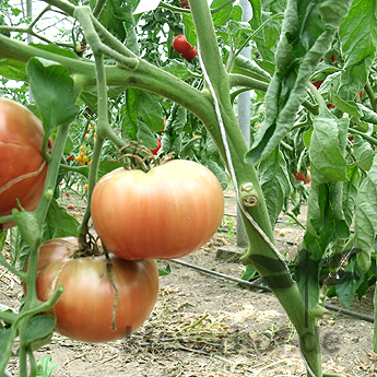 Braune Tomatensorte mit echtem Geschmack 